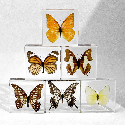 Butterfly Discovery Block - Insect Specimen in Resin