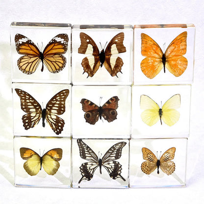 Butterfly Discovery Block - Insect Specimen in Resin