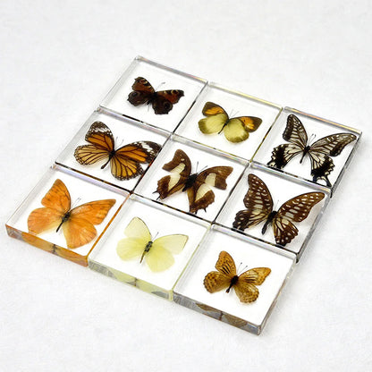 Butterfly Discovery Block - Insect Specimen in Resin