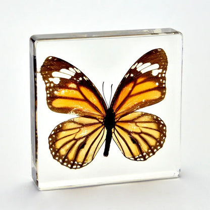 Butterfly Discovery Block - Insect Specimen in Resin