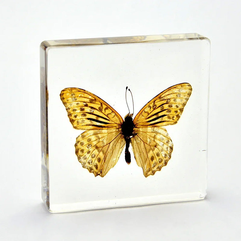 Butterfly Discovery Block - Insect Specimen in Resin