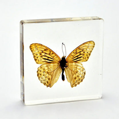 Butterfly Discovery Block - Insect Specimen in Resin