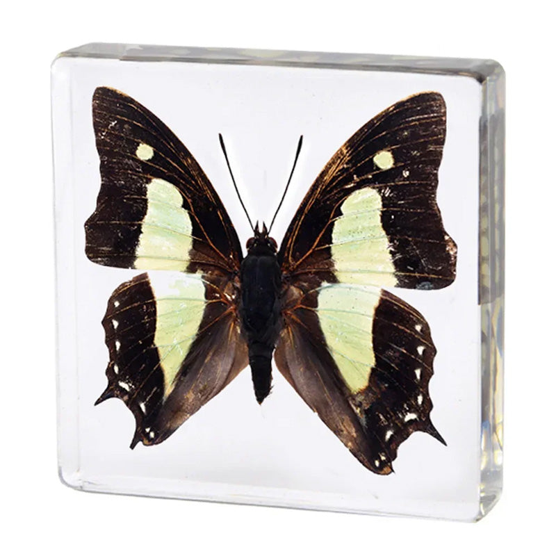 Butterfly Discovery Block - Insect Specimen in Resin