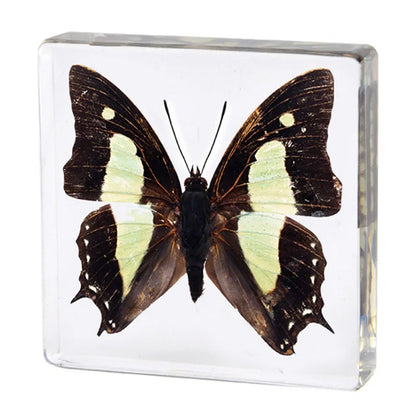 Butterfly Discovery Block - Insect Specimen in Resin