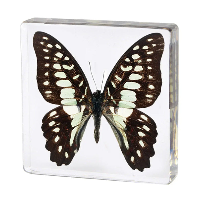 Butterfly Discovery Block - Insect Specimen in Resin