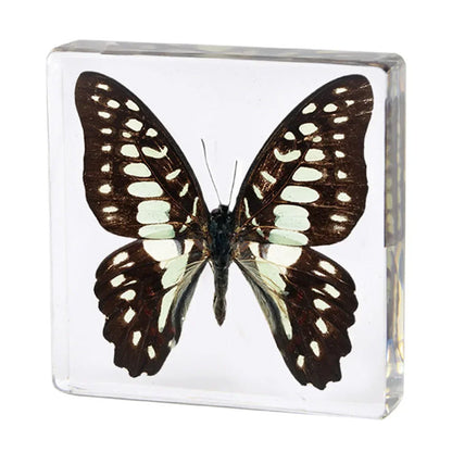 Butterfly Discovery Block - Insect Specimen in Resin