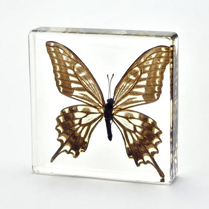 Butterfly Discovery Block - Insect Specimen in Resin