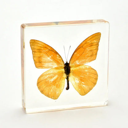 Butterfly Discovery Block - Insect Specimen in Resin