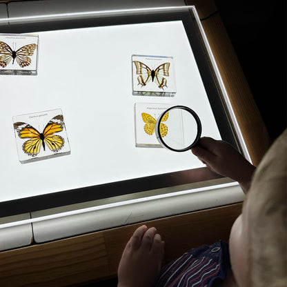 Illuminated Exploration Board – LED Light Panel