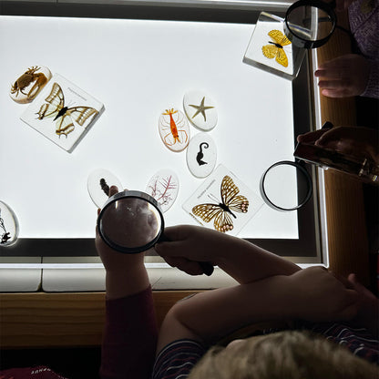 Illuminated Exploration Board – LED Light Panel