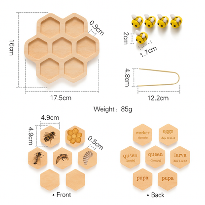 Montessori Life Cycle Puzzle Set